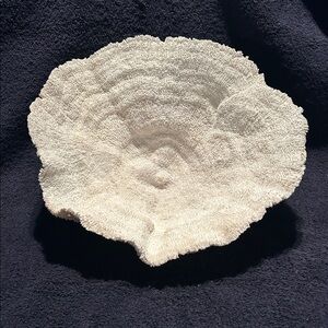 Coral, Natural Cup or Bowl Coral in excellent to pristine condition. Large 11”